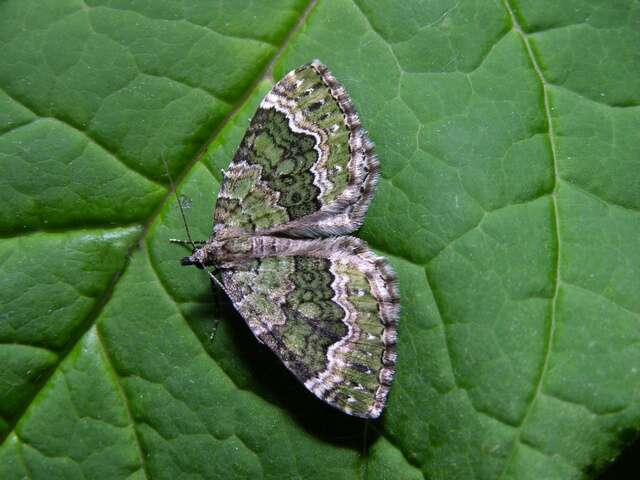Image of Geometrid and Swallowtail Moths