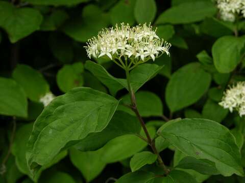 Image of Dogwoods