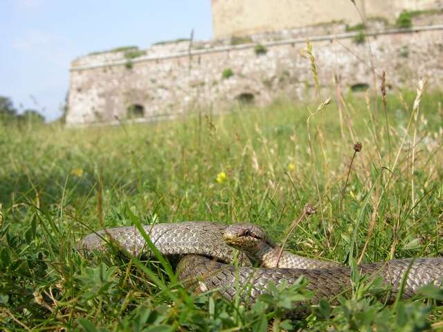 Image of Smooth Snakes