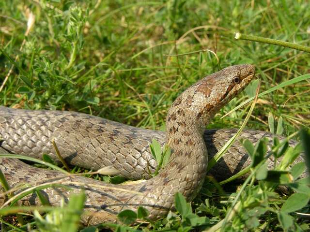 Image of Smooth Snakes