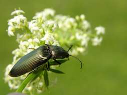 Image of <i>Ctenicera pectinicornis</i>