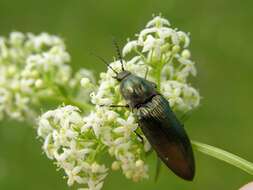 Image of <i>Ctenicera pectinicornis</i>