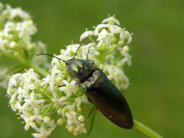 Image of <i>Ctenicera pectinicornis</i>