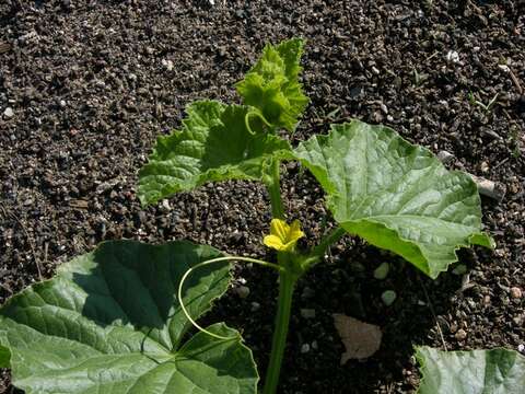 Image of Cucumber