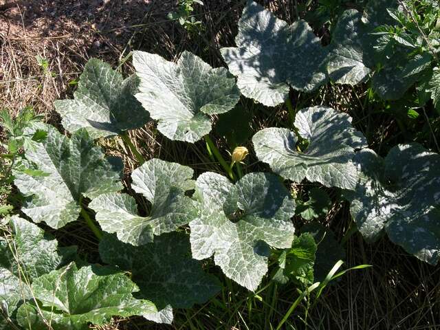 Image of gourd