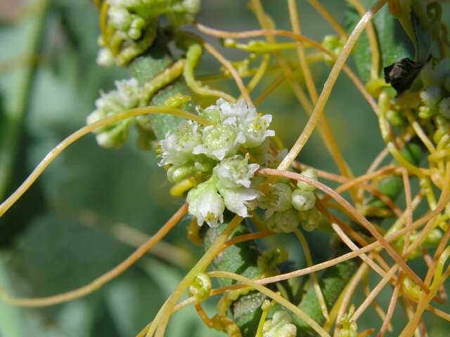 Plancia ëd Cuscuta