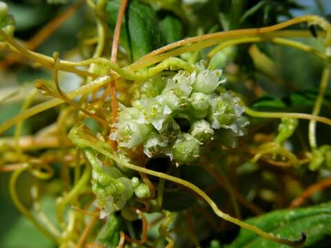 Image of Cuscuta