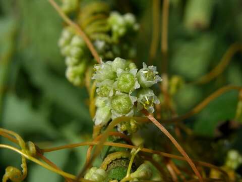 Cuscuta resmi