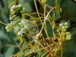 Cuscuta resmi