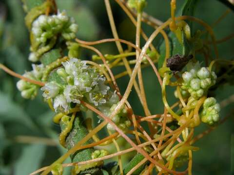 Imagem de Cuscuta