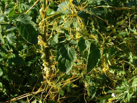 Image of Cuscuta