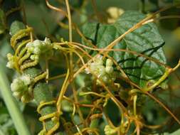 Plancia ëd Cuscuta