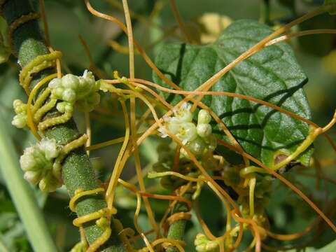 Image of Cuscuta