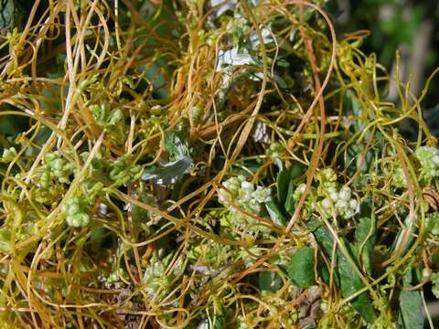 Cuscuta resmi