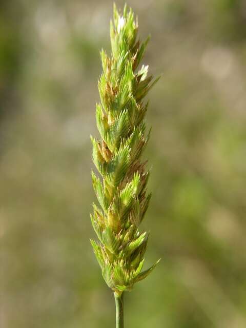 Image of Dogstail grass