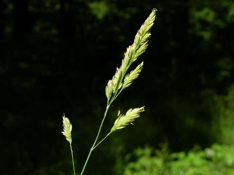 صورة Dactylis glomerata subsp. lobata (Drejer) H. Lindb.