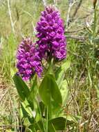 Image of Northern Marsh-orchid