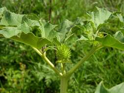 Image de Datura