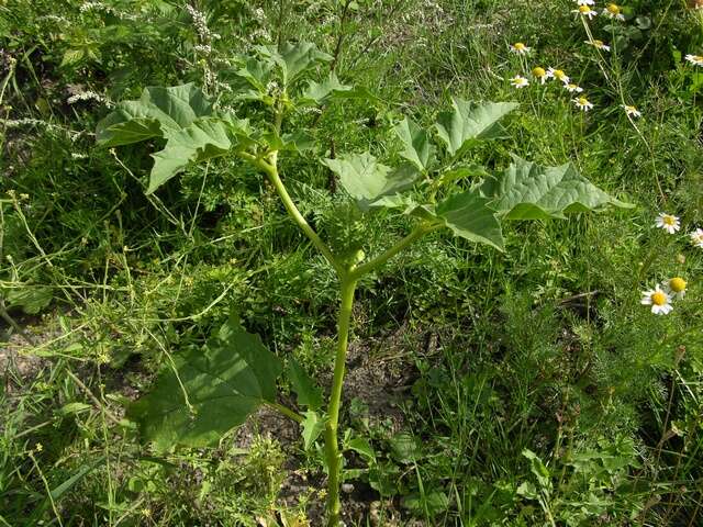 Image de Datura