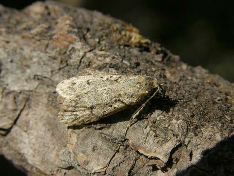 Image of Diurnea