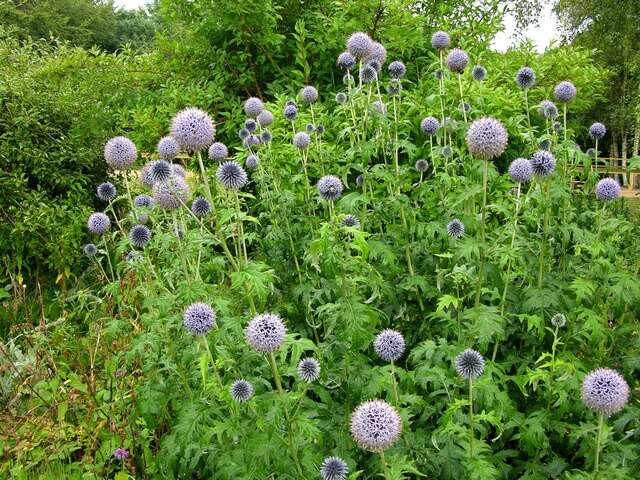 Image of globethistle