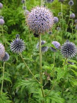 Image of globethistle