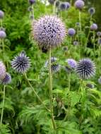 Image of globethistle