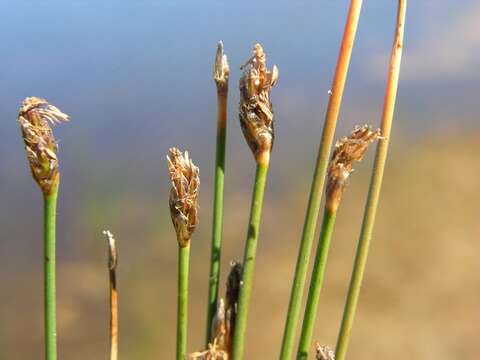 Image of Eleocharis multicaulis (Sm.) Desv.