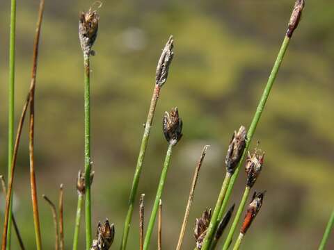 Image of Few-flowered Spike-rush