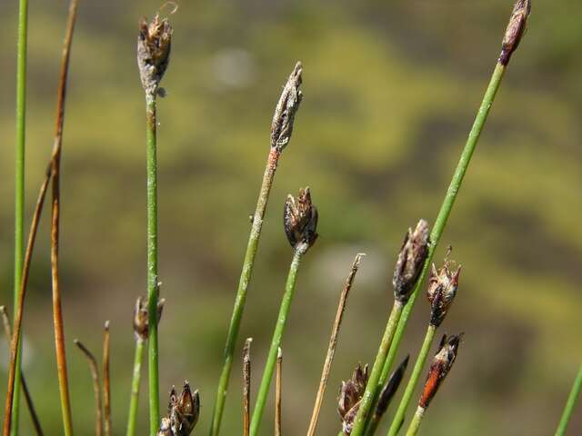 Imagem de Eleocharis quinqueflora (Hartmann) O. Schwarz