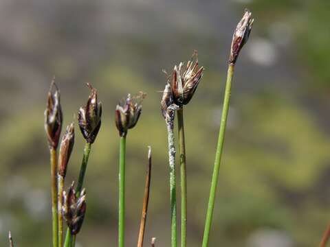 Image of Few-flowered Spike-rush