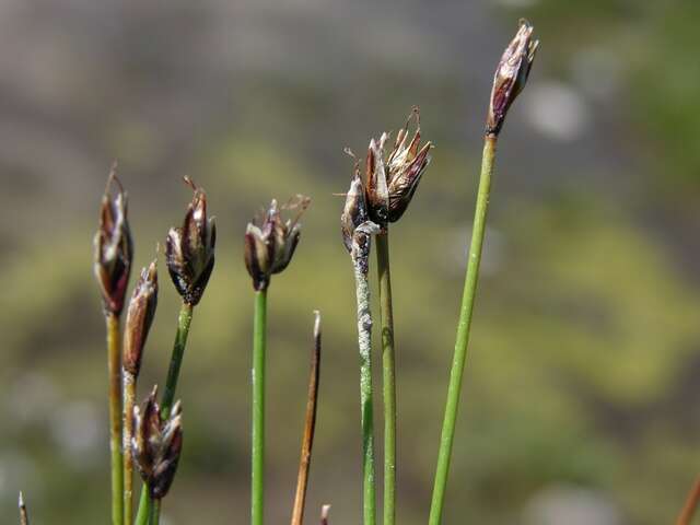 Imagem de Eleocharis quinqueflora (Hartmann) O. Schwarz