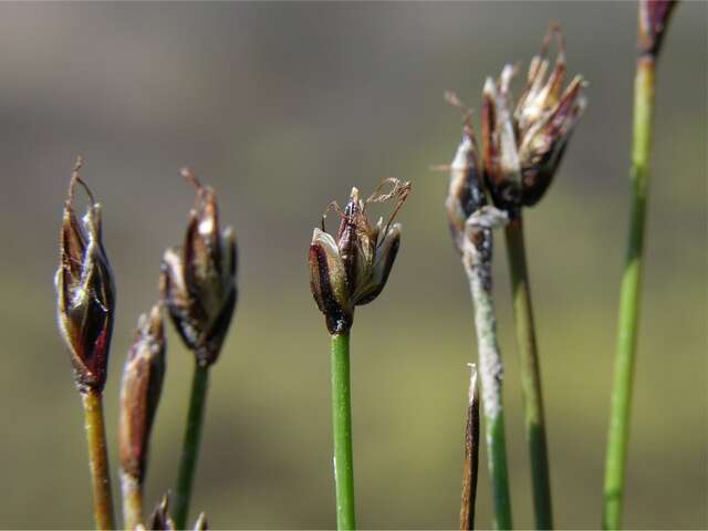 Imagem de Eleocharis quinqueflora (Hartmann) O. Schwarz