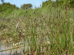 Imagem de Eleocharis quinqueflora (Hartmann) O. Schwarz