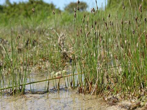 Image of Few-flowered Spike-rush