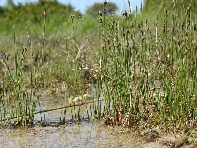 Imagem de Eleocharis quinqueflora (Hartmann) O. Schwarz