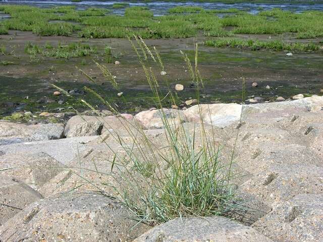 Image de Elymus athericus (Link) Kerguélen