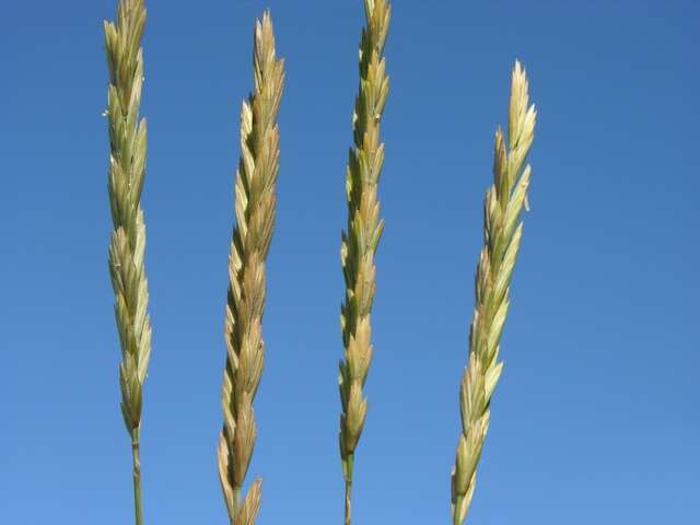 Image de Elymus athericus (Link) Kerguélen