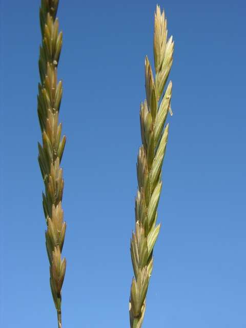 Image de Elymus athericus (Link) Kerguélen