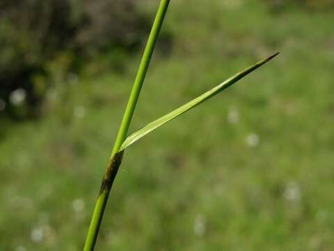 Image of cottongrass