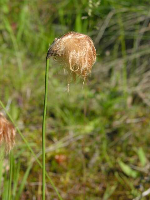 Image of Chamisso's Cotton-Grass