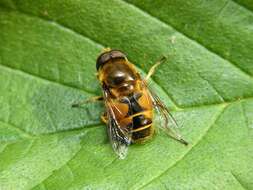 Image of Stripe-winged Drone Fly