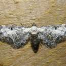 Image of bordered pug