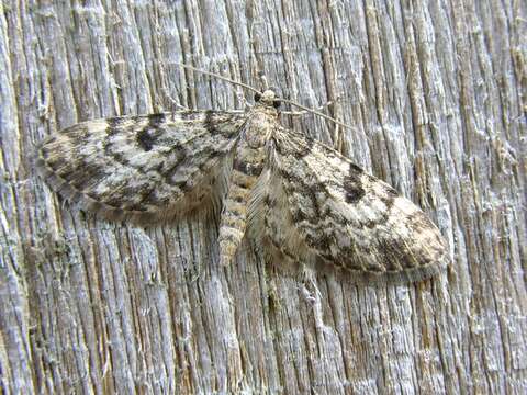 Слика од Eupithecia tantillaria Boisduval 1840