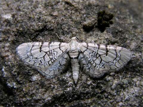 صورة Eupithecia venosata Fabricius 1787