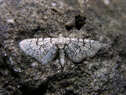 صورة Eupithecia venosata Fabricius 1787