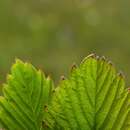 Image of <i>Fragaria vesca</i> og Fragaria viridis