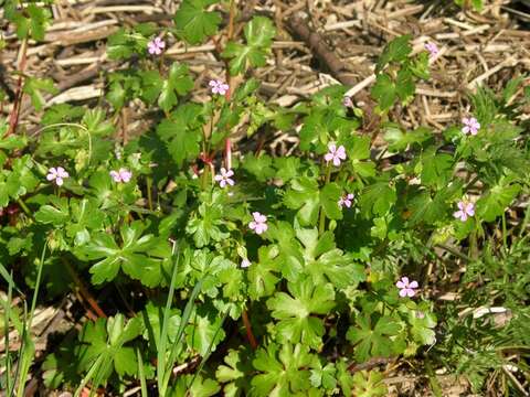 Image of shining geranium