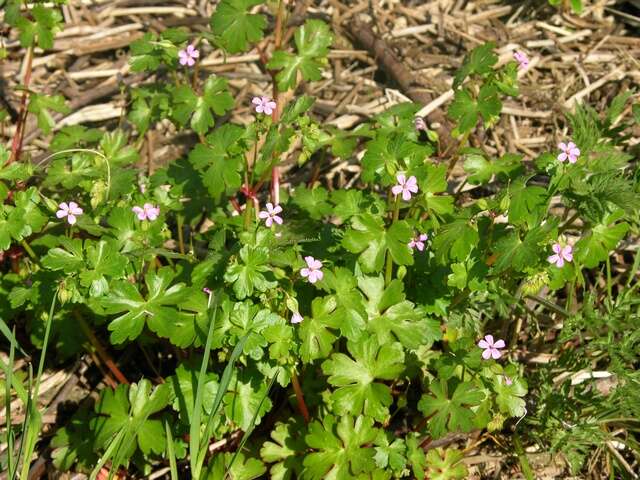 Imagem de Geranium lucidum L.