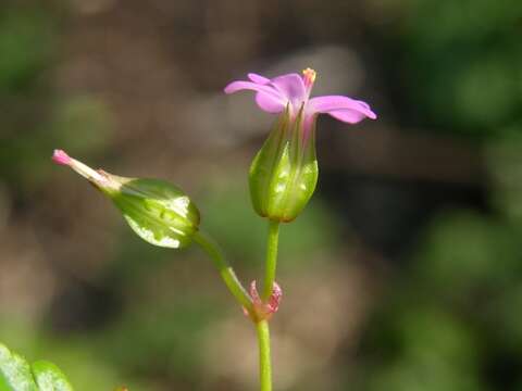 Imagem de Geranium lucidum L.